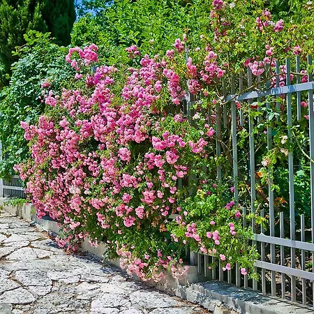 Sequoia * Golden Sands